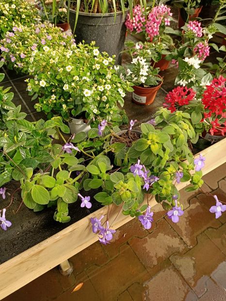 Img.2022.10.10 - Magazinul 2