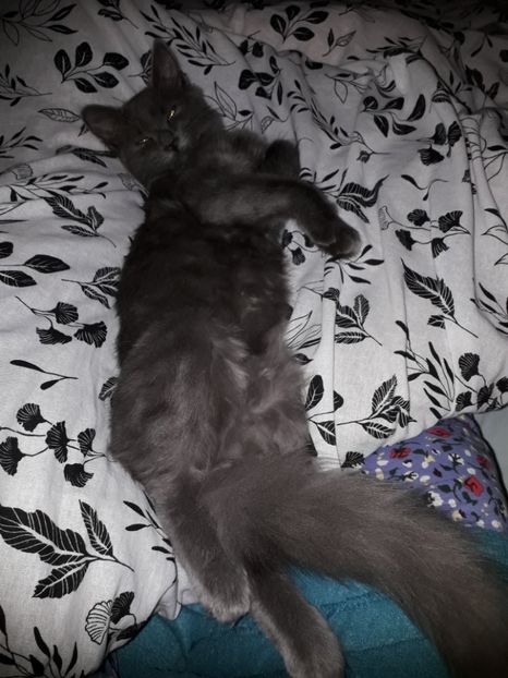 - Blue