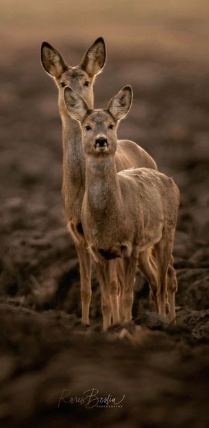 IMG-20220203-WA0010 - Descarcari Whatsapp