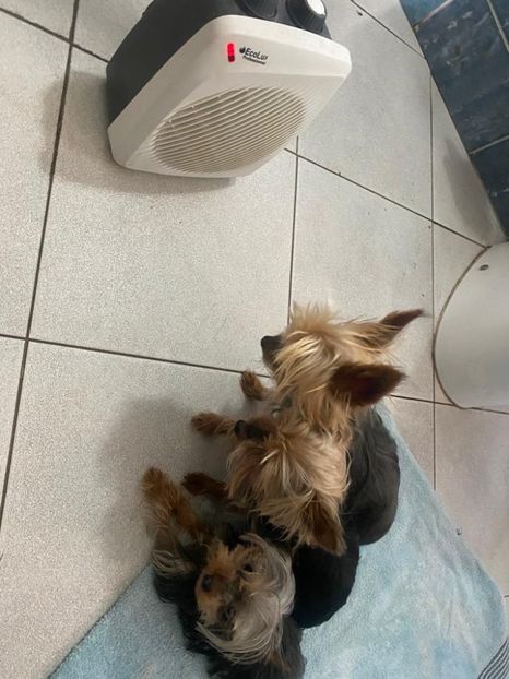 IMG-20220206-WA0002 - Descarcari Whatsapp