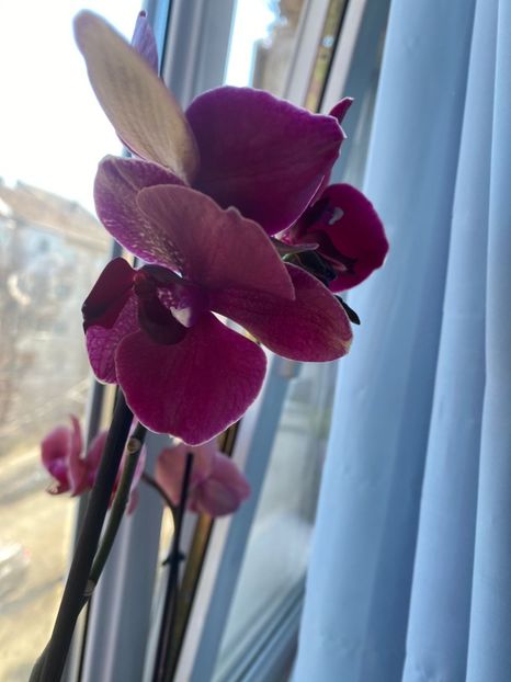 IMG-20220311-WA0019 - Descarcari Whatsapp