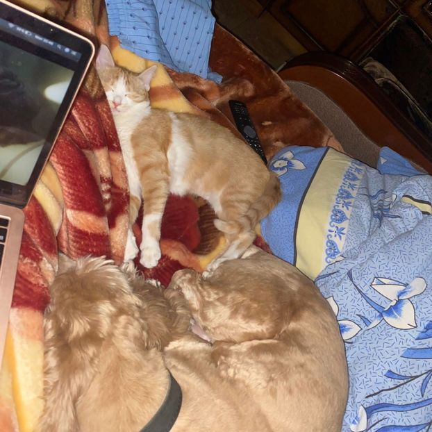 IMG-20220322-WA0003 - Descarcari Whatsapp