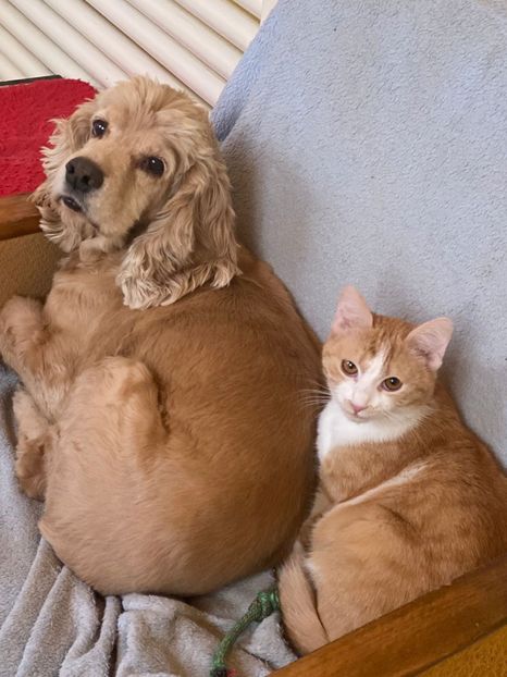 IMG-20220329-WA0009 - Descarcari Whatsapp