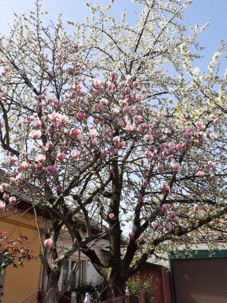 IMG-20220414-WA0002 - Descarcari Whatsapp