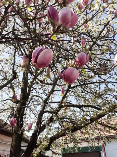 IMG-20220414-WA0003 - Descarcari Whatsapp