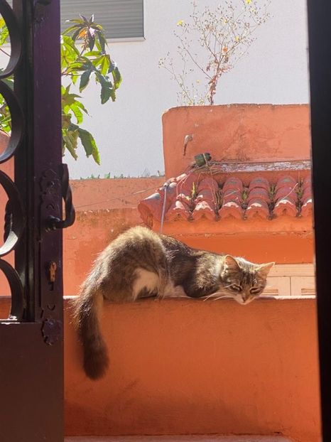 IMG-20220503-WA0007 - Descarcari 2