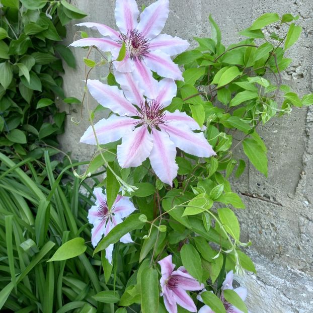 IMG-20220513-WA0003 - Descarcari 2