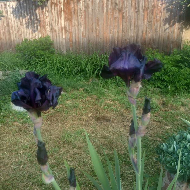 IMG-20220521-WA0002 - Descarcari 2