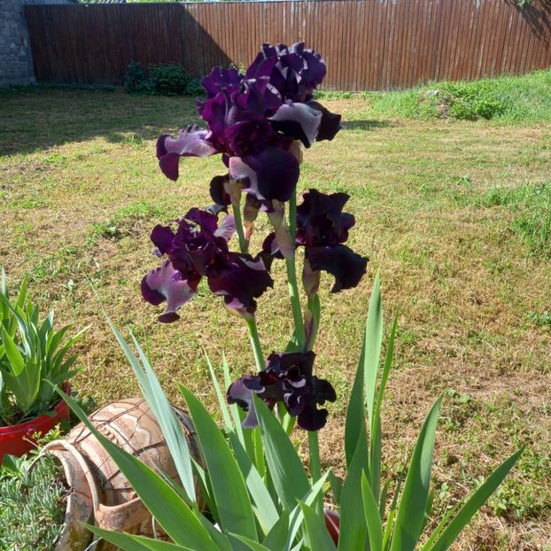 IMG-20220523-WA0006 - Descarcari 2