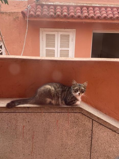 IMG-20220524-WA0011 - Descarcari 2