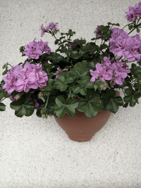 IMG-20220525-WA0009 - Descarcari 2