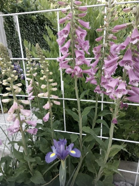 IMG-20220525-WA0011 - Descarcari 2