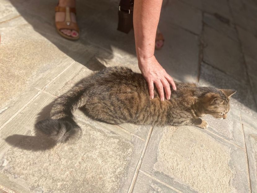 IMG-20220604-WA0060 - Descarcari 2