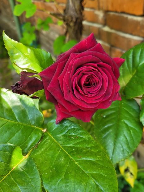 IMG-20220605-WA0000 - Descarcari 2