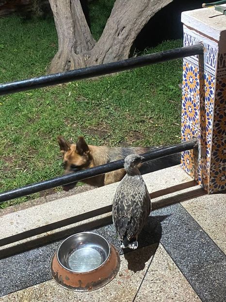 IMG-20220705-WA0000 - Descarcari 2