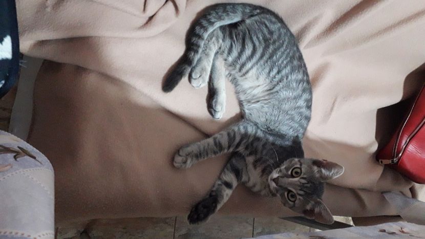 IMG-20220708-WA0020 - Descarcari 2