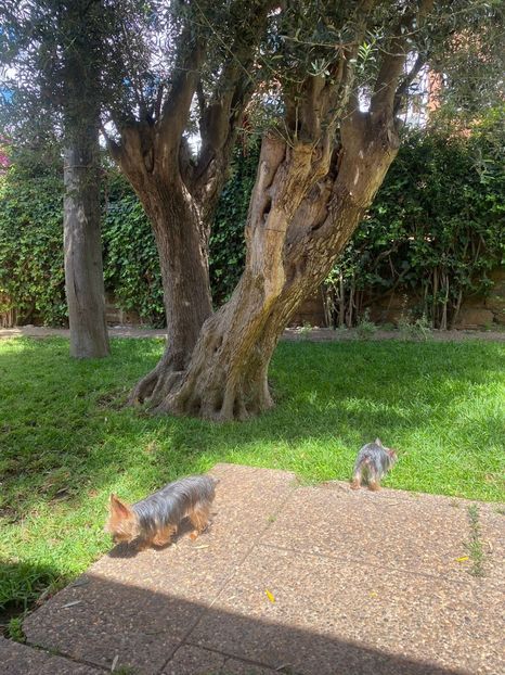 IMG-20220709-WA0008 - Descarcari 2