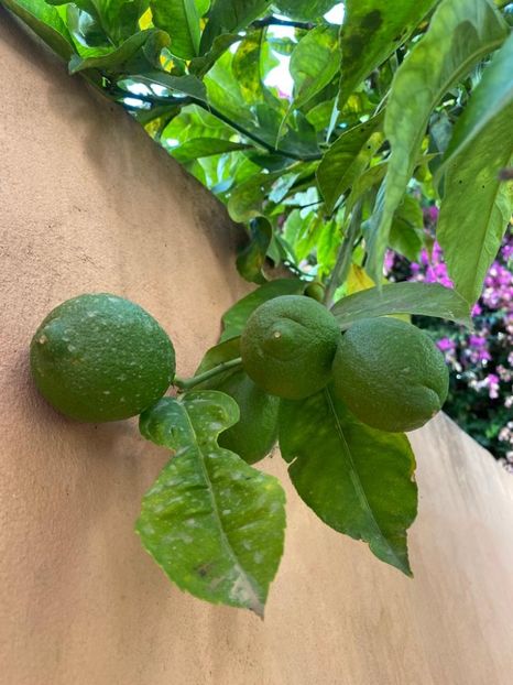 IMG-20220709-WA0009 - Descarcari 2