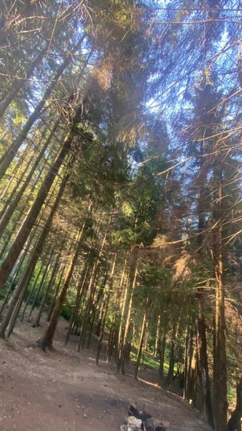 IMG-20220715-WA0002 - Descarcari 2