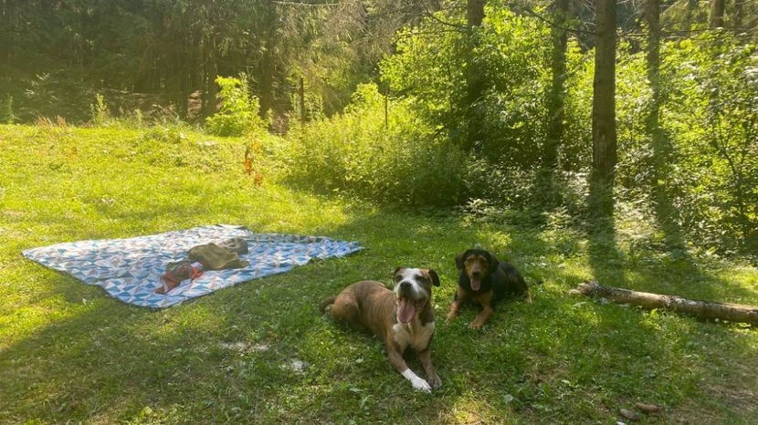 IMG-20220715-WA0018 - Descarcari 2