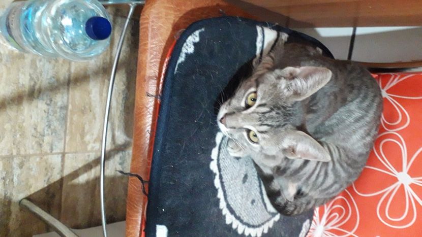 IMG-20220716-WA0008 - Descarcari 2