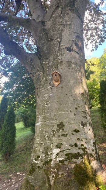 IMG-20220802-WA0031 - Descarcari 2