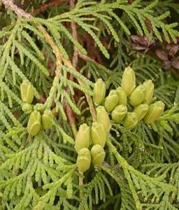 thuja-occidentalis-zerav-zapadni - THUJA GLOBOSA