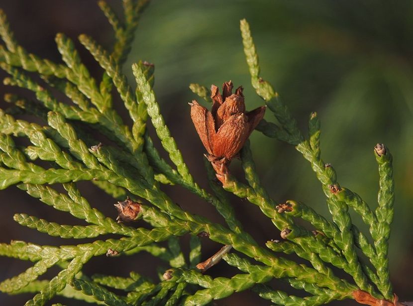 zerav-zapadni - THUJA GLOBOSA