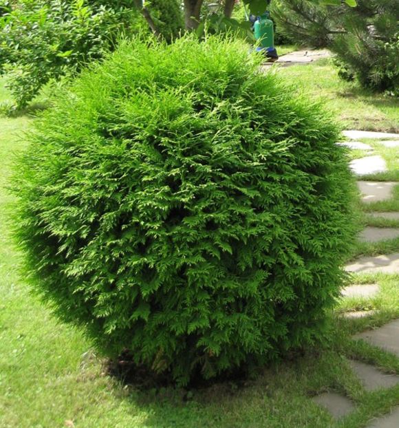thuja-globosa-1 - THUJA GLOBOSA