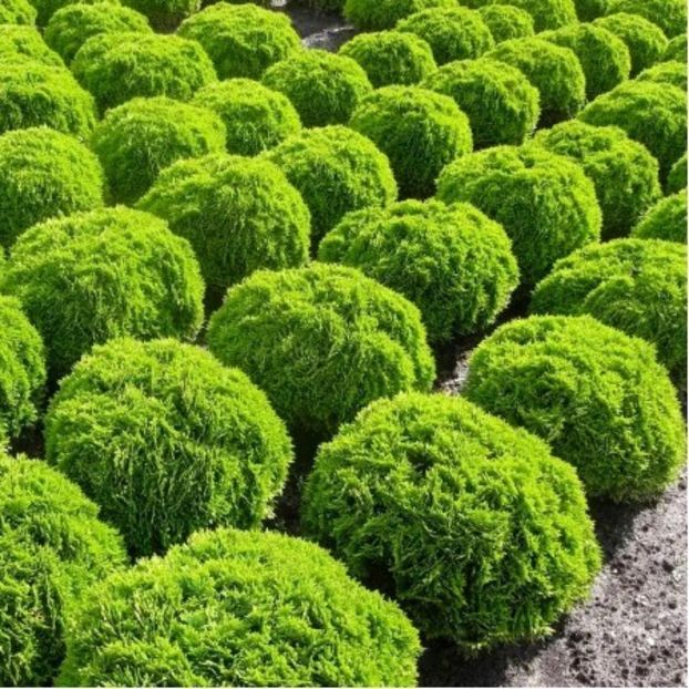 thuja-occidentalis-danica - THUJA GLOBOSA
