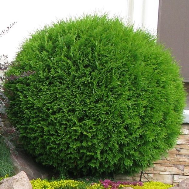 tuia-globulara - THUJA GLOBOSA