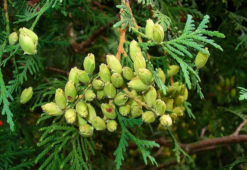 zerav-zapadni - THUJA GLOBOSA