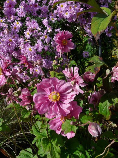  - 2022 - 03 - Toamna