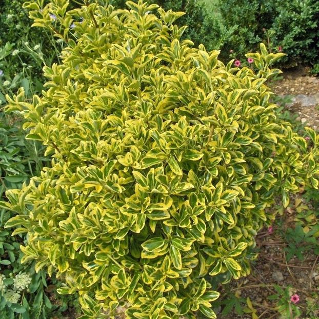 salba-galbena-euonymus-aureomarginatus_ - Salba galbena - Euonymus aureomarginatus