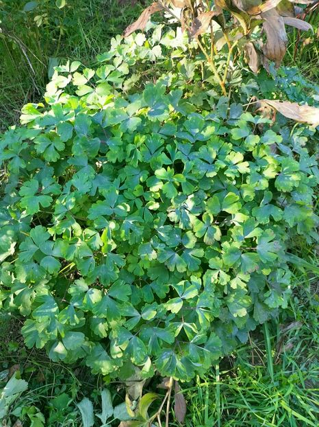 IMG20221021145926 - Octombrie 2022