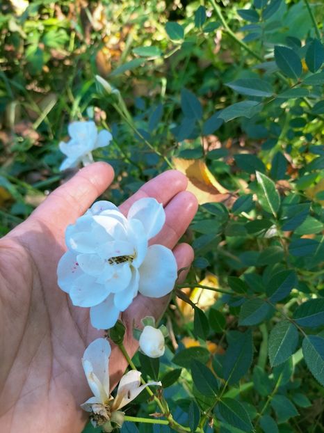 IMG20221021145828 - Octombrie 2022