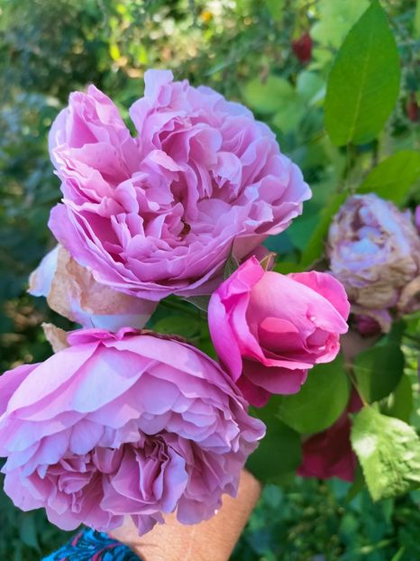 IMG20221021145803 - Octombrie 2022