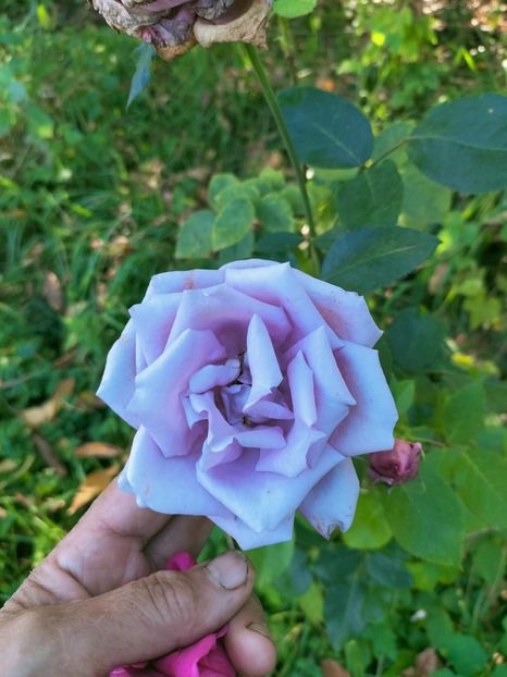 IMG20221021145740 - Octombrie 2022