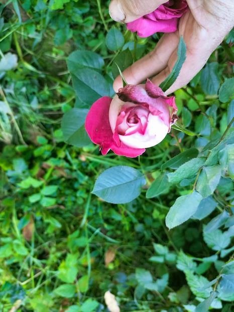 IMG20221021145731 - Octombrie 2022