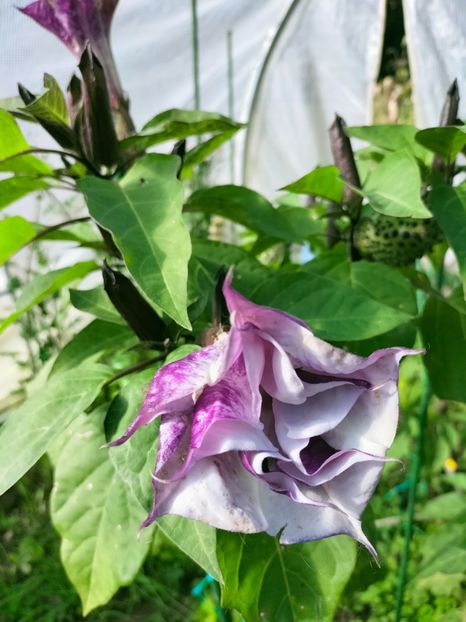 IMG20221021144450 - Octombrie 2022