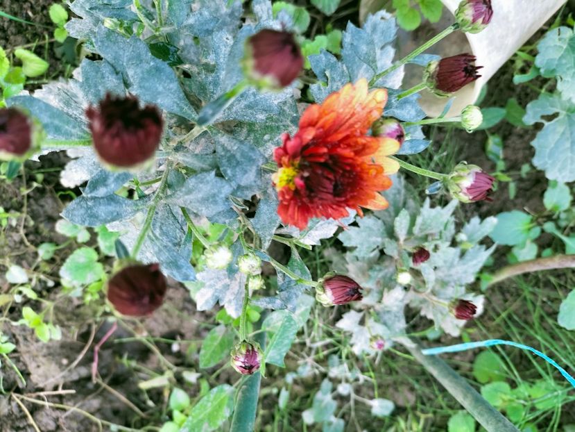 IMG20221021144428 - Octombrie 2022