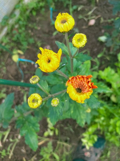 IMG20221021144411 - Octombrie 2022