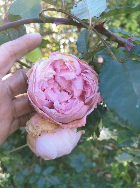 IMG20221021144217 - Octombrie 2022