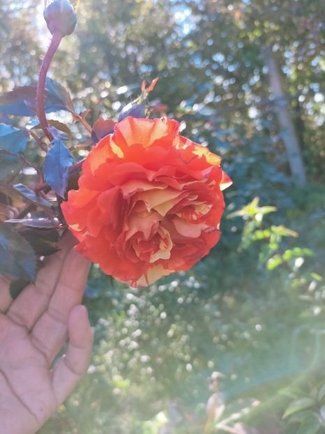 IMG20221021144144 - Octombrie 2022