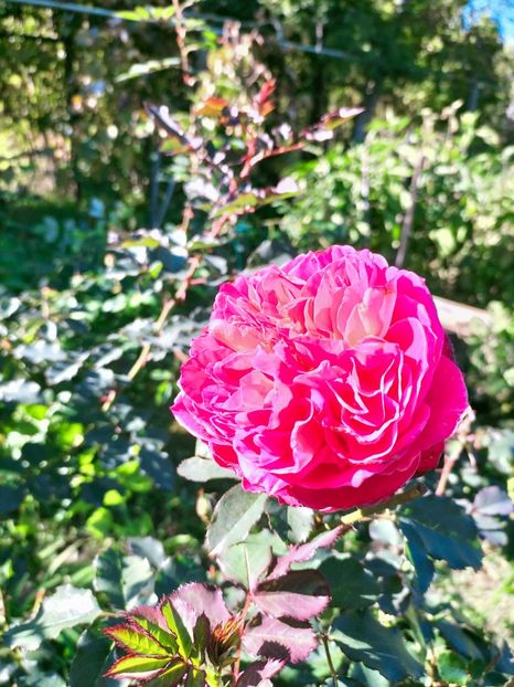 IMG20221021144137 - Octombrie 2022