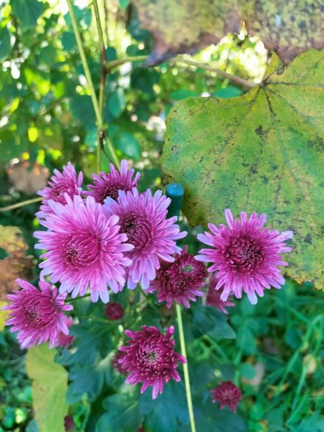 IMG20221021144109 - Octombrie 2022