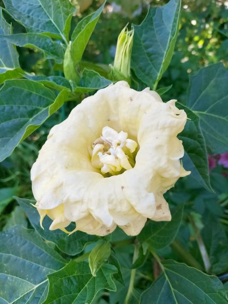 IMG20221021144104 - Octombrie 2022