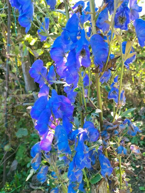 IMG20221021144037 - Octombrie 2022