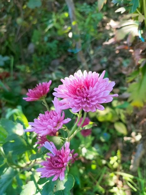 IMG20221021144034 - Octombrie 2022