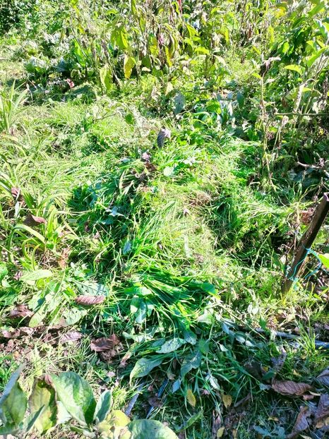 IMG20221019140008 - Octombrie 2022